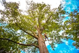 How Our Tree Care Process Works  in  Clarks Green, PA