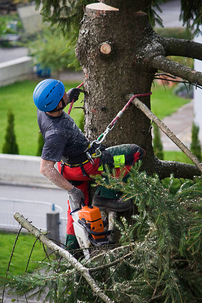 Professional Tree Care  in Clarks Green, PA